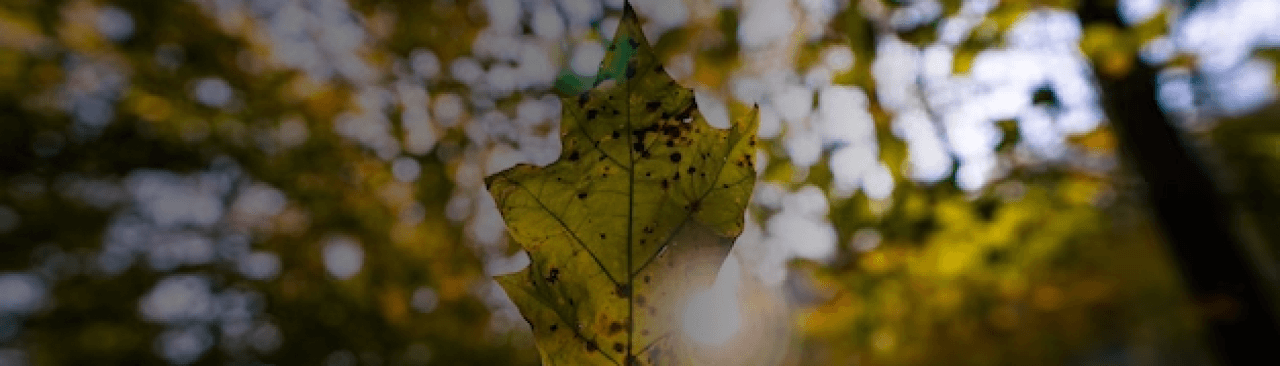 Header Image